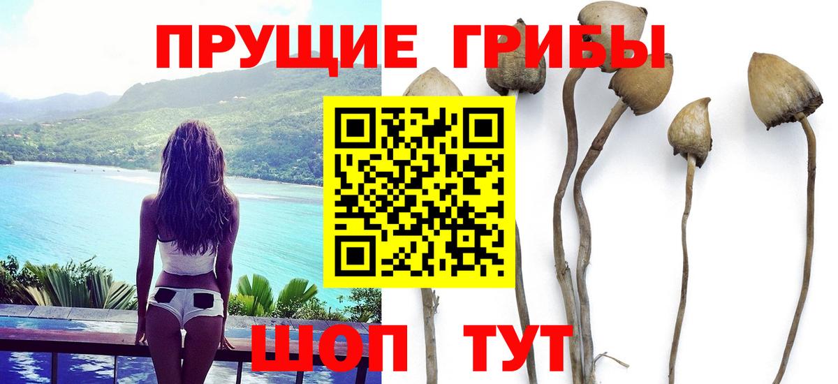 Галлюциногенные грибы Cubensis  Псилоцибиновые грибы прущие грибы  Новокубанск  Вход с VPN 